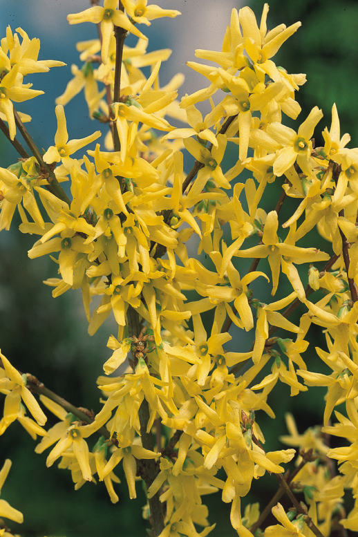 0000Forsythiaintermedia_specta